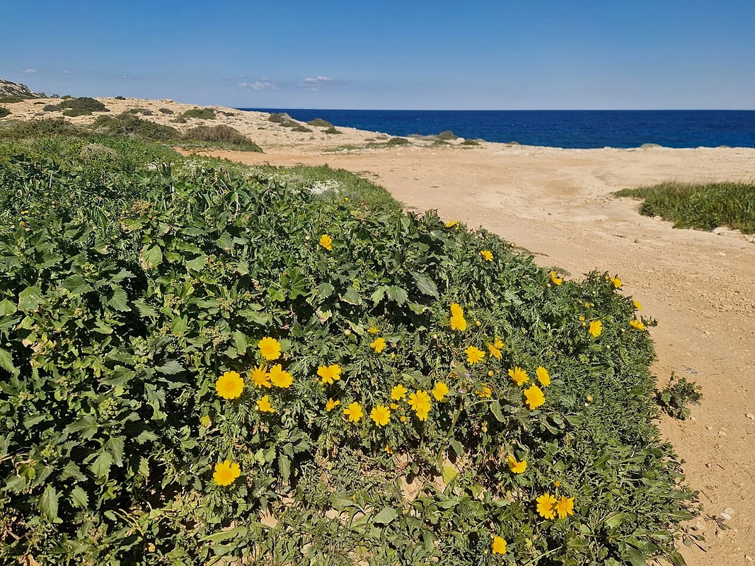 Snorkeling w krystalicznie czystej wodzie u przylądka Kap Greko