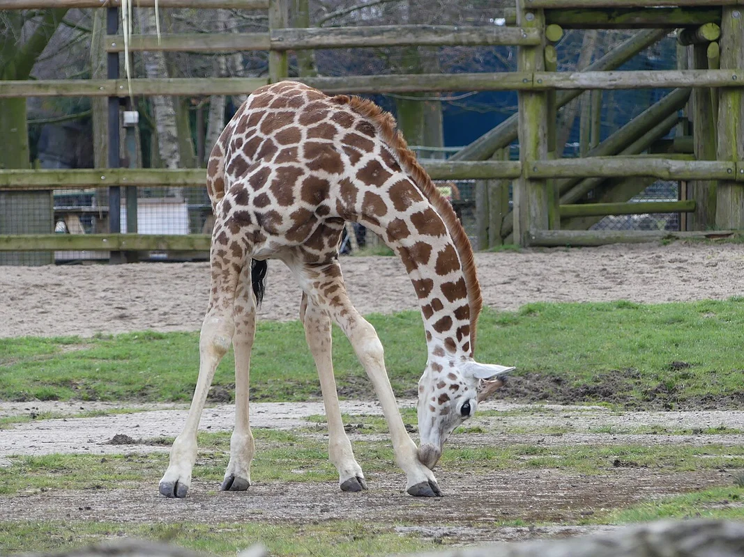 Giraffen auf der Fütterplattform des Zoos