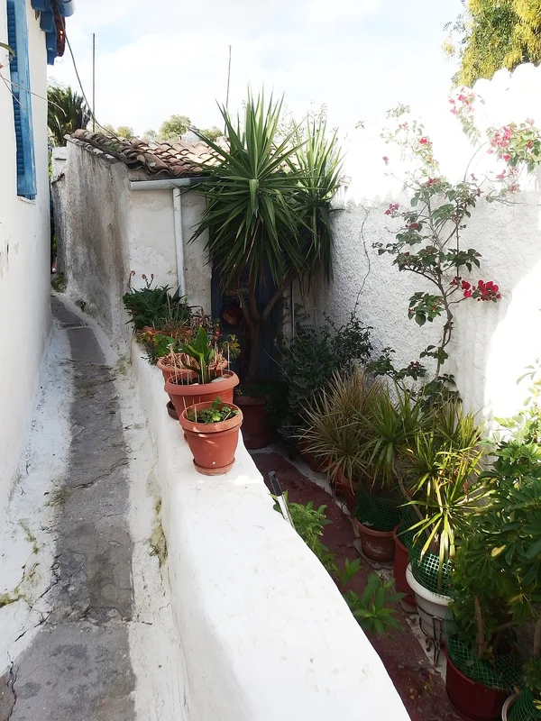 Коты Анафиотики на каменных ступенях среди цветущей бугенвиллии