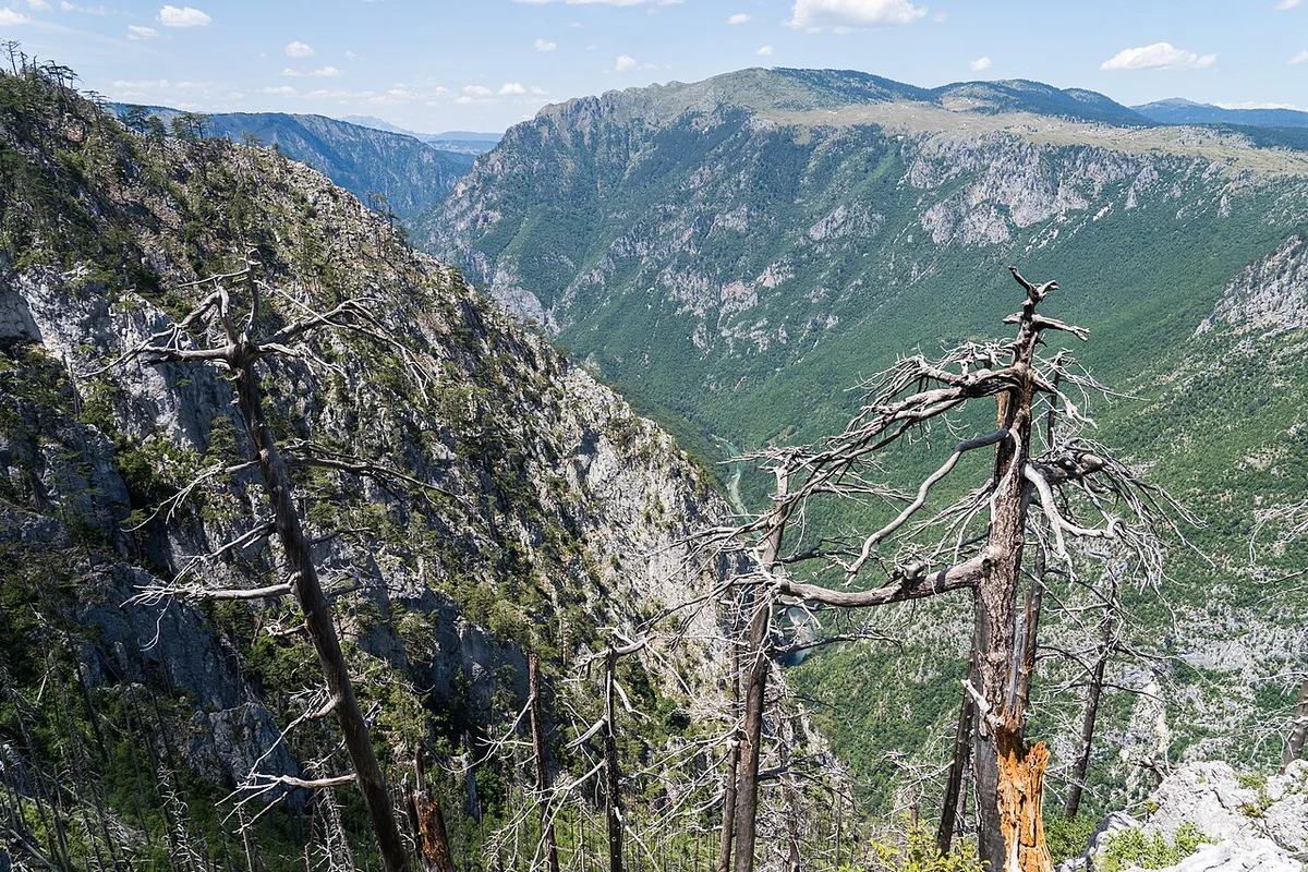 Kanion rzeki Tary z stromymi skałami nad wodą