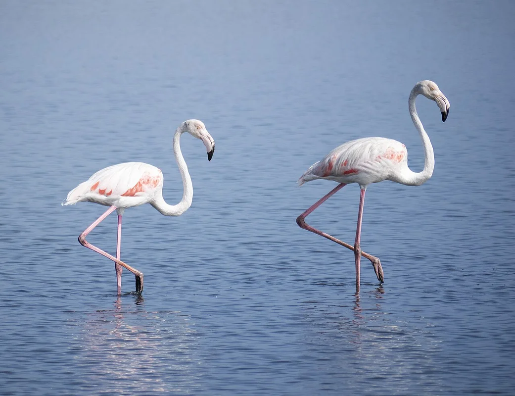 Полосатые разноцветные домики пальейрос в Коста-Нова