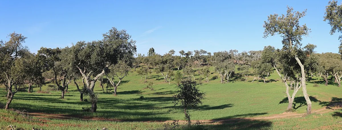 Петроглифы на камне кромлеха Алмендрес — концентрические круги и солнечные символы