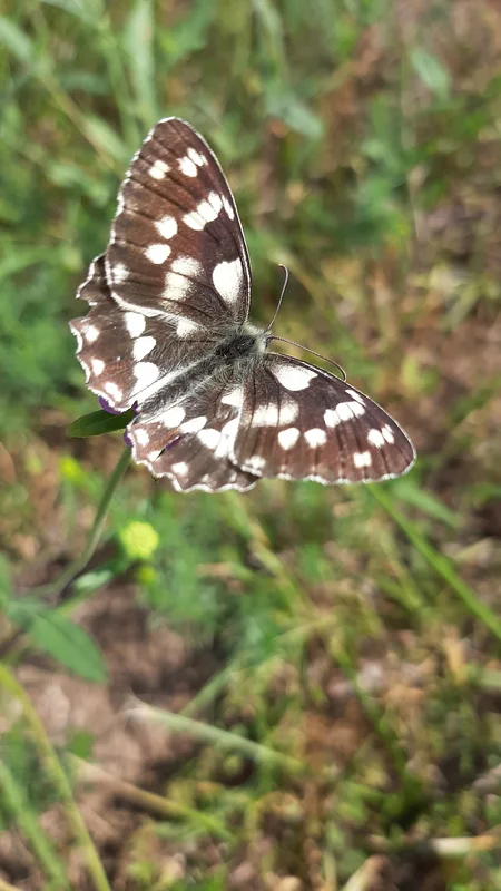 Hiking paths in Zlatibor