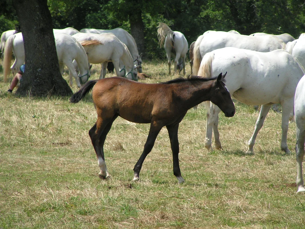 Мост Церквеника над подземной рекой в пещерах Шкоцьян
