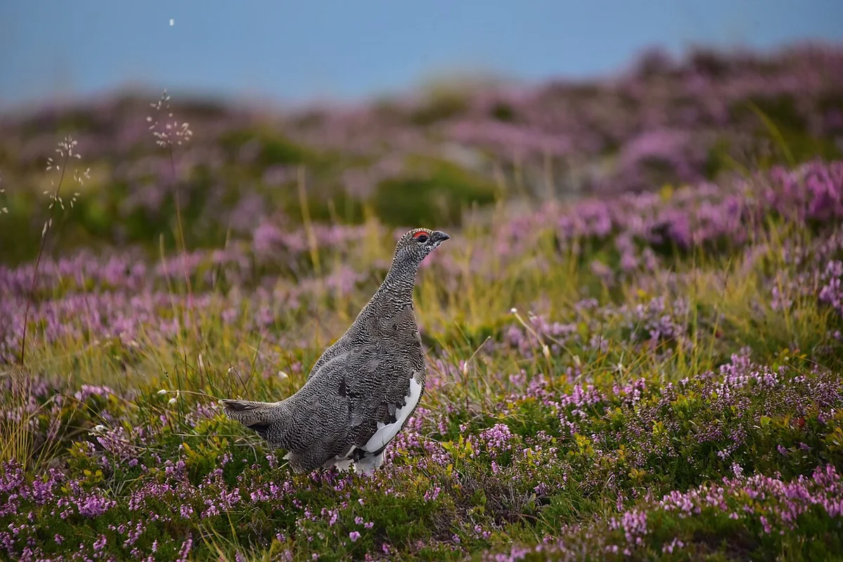 Гондола канатної дороги Нидерхорн піднімається над схилами Беатенберга