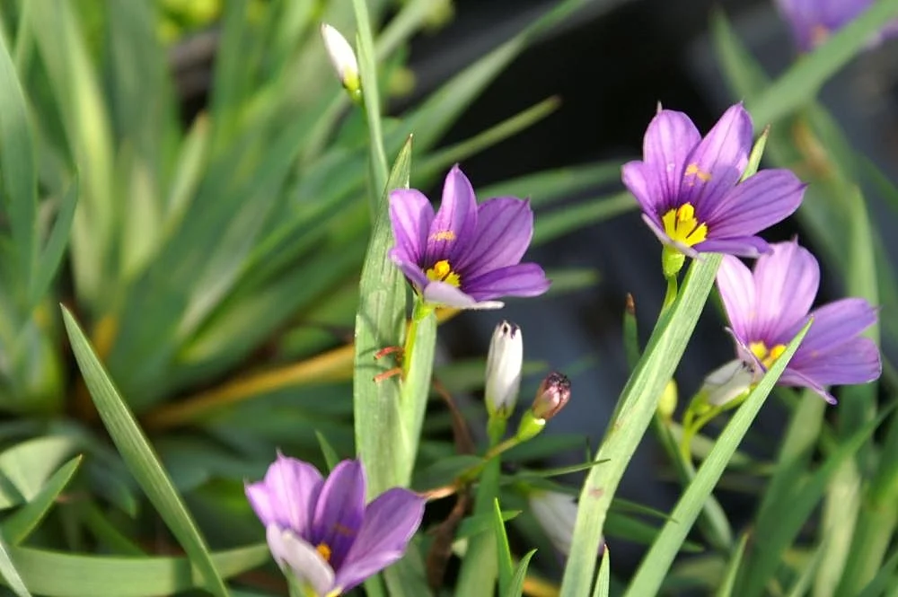 Salon samochodów w Muzeum Transportu w Lucernie