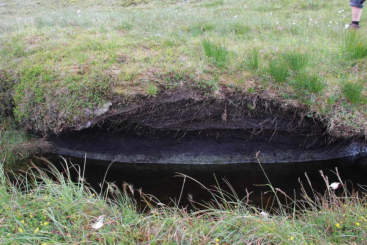 Деревянные мостки через торфяное болото у Тёргенсее