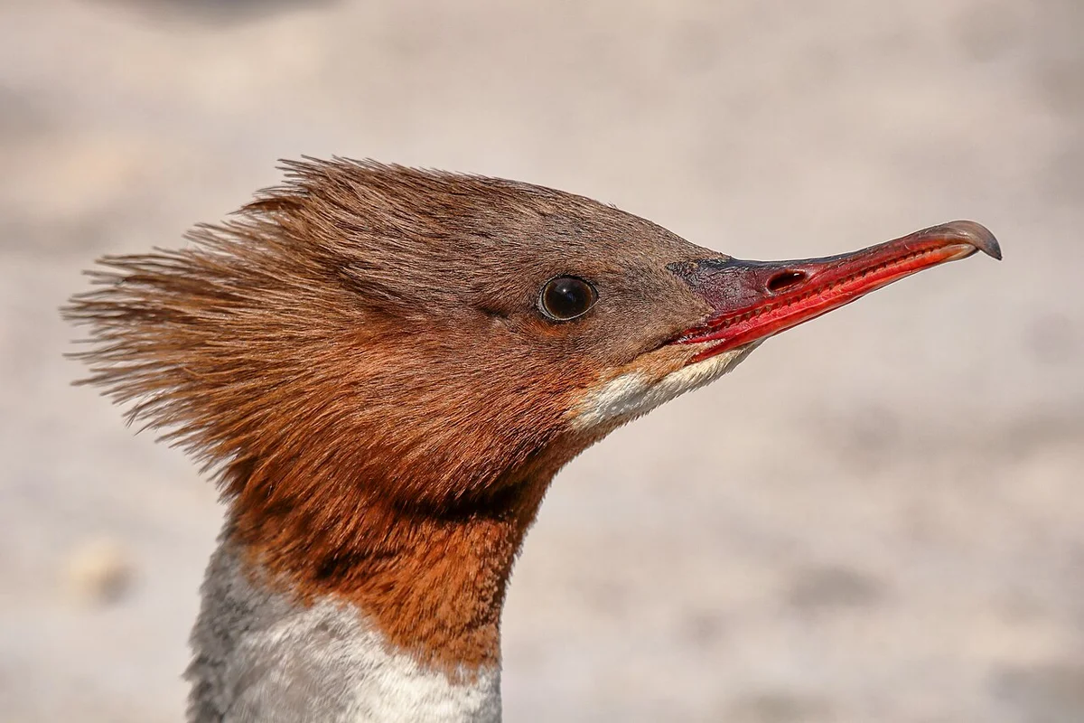 Подземный археологический музей под собором Сен-Пьер с римскими руинами
