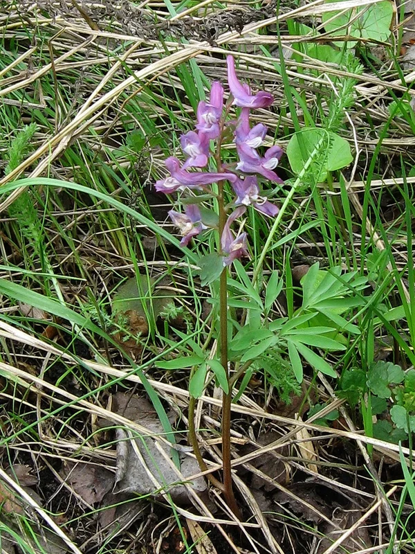 博物館の展示品にはコサックの武器や歴史的な遺物があります」 loading=