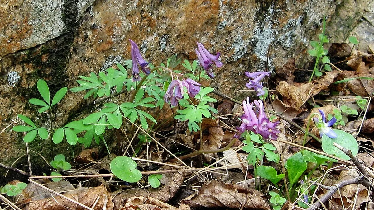 ホルティツァ島にある記念碑的な彫刻『ドニエプルの狼』