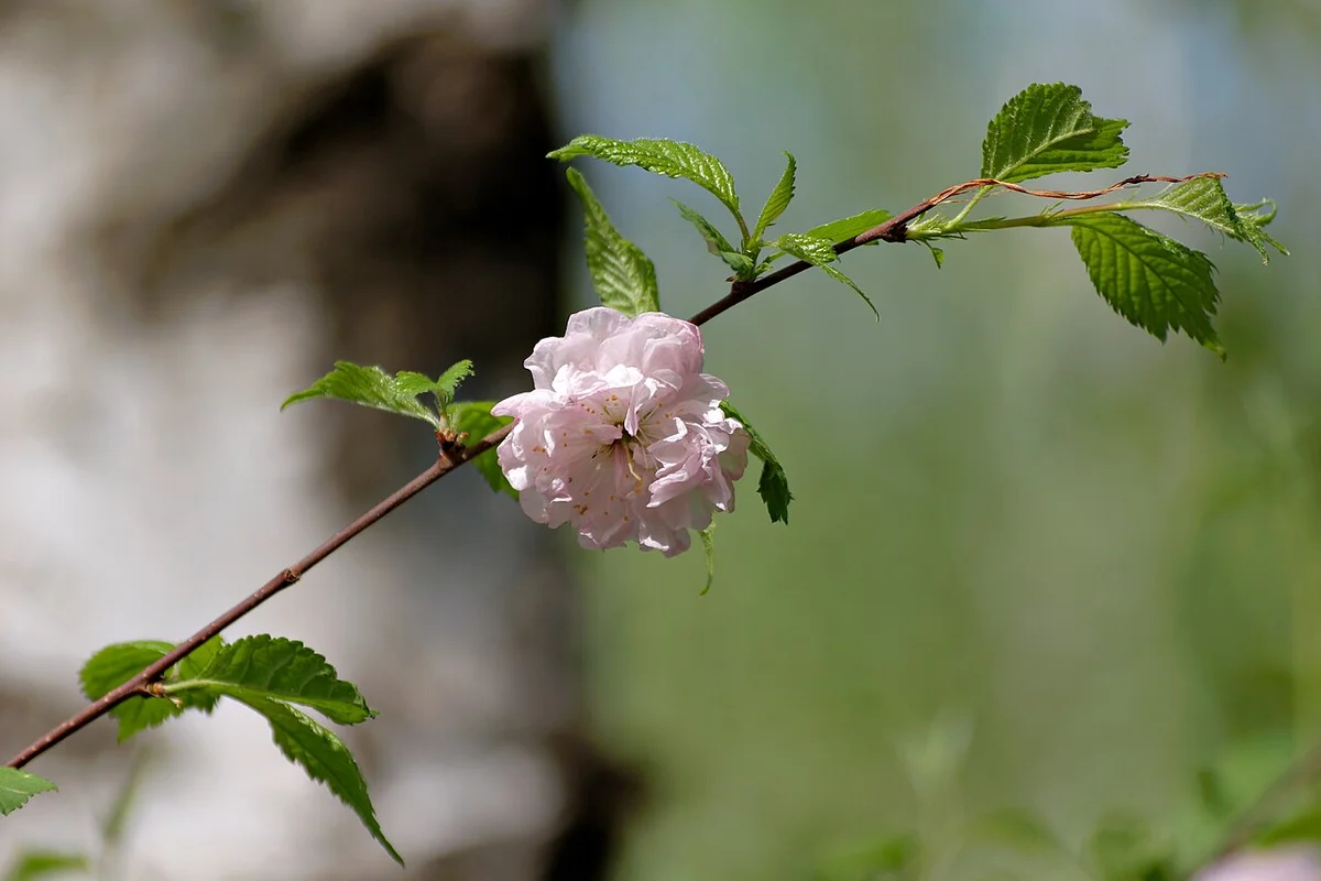 Амфитеатр Испании в парке Софиевка в вечернем свете