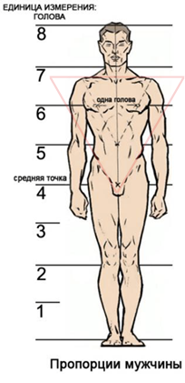 Correct proportions of the body